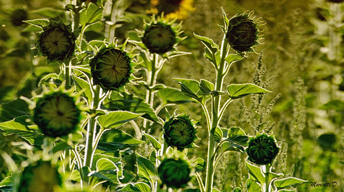 sunset sunflowers ruby3 sansalvo