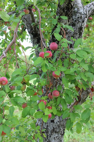 québec quebec canada pomme apple fruit