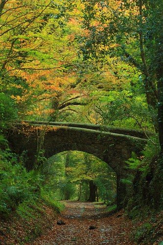bridge autumn fall woodland woods cornwall path footpath luxulyanvalley pontsmill carmearsincline