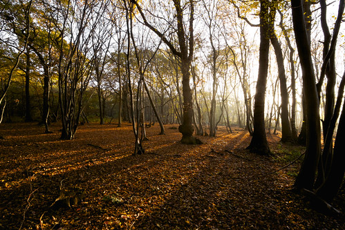 morning trees light shadow leaves woodland woods essex wickhambishops sparkeywood
