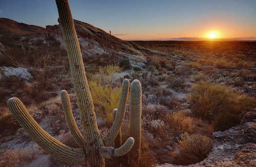 sunset arizona cactus tuscon wideangle saguaro ultrawide saguaronationalpark goldenhour sigma1020 enfuse javelinarocks nikond5100