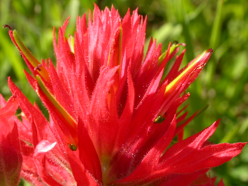 red flower montana midsummer native scrophulariaceae herb calyx corolla perennial bracts bridgermountains castillejaminiata galea orobanchaceae giantredindianpaintbrush