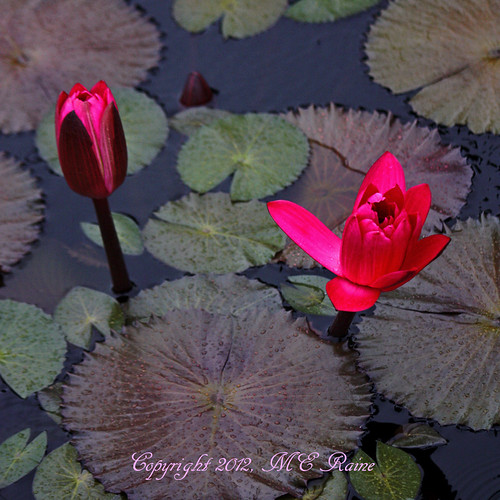 nature gardens dupont longwoodgardens kennettsquarepa “tropical flower” “waterlily”