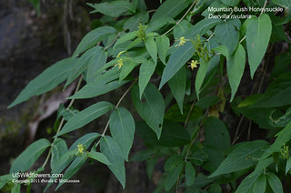 Mountain Bush Honeysuckle - Diervilla rivularis by USWildflowers, on Flickr