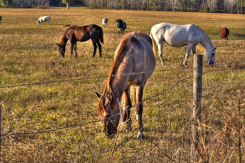 horses nature landscape florida gainesville prairie hdr paynes