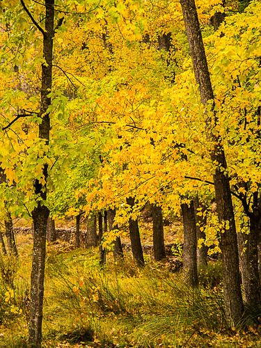 naturaleza lugares otoño cuenca árbolesfloresplantas