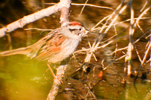 bird wildlife birding ornithology birdwatching oiseau faune ornithologie swampsparrow bruantdesmarais grandmanan2005