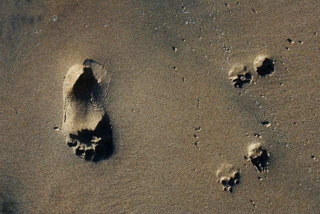 Footprints and pawprints