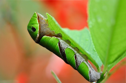macro art nature caterpillar cameronhighlands westmalaysia pahamg