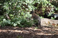 Wallaby at Perth Zoo