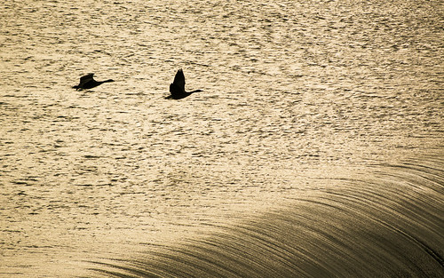 sunset canada birds river saskatoon