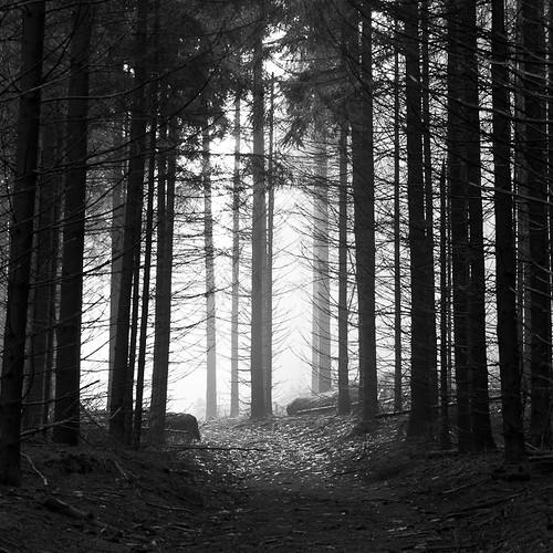 bw white black forest landscape noir pentax nb alsace 1750 paysage tamron blanc forêt k5