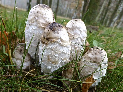 nature mushroom natuur paddestoel coprinuscomatus shaggyinkcap geschubdeinktzwam fijgje nov2012 panasonicdmctz30