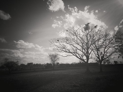 trees sky monochrome landscape tanzania photography blackwhite mac noir washed iphone4s snapseed henleyian freedomadventures