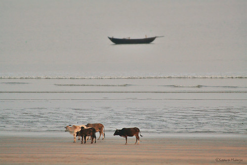 beach seascapes backdrop stories bengali bayofbengal mandarmani