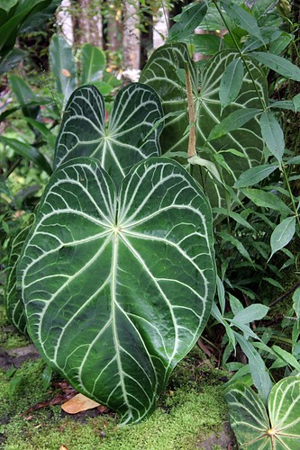 Hawaii Botanical Garden