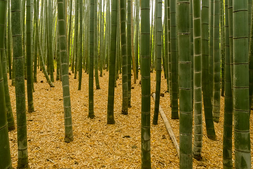 japan kyoto bamboo 京都 日本 嵐山 嵯峨野