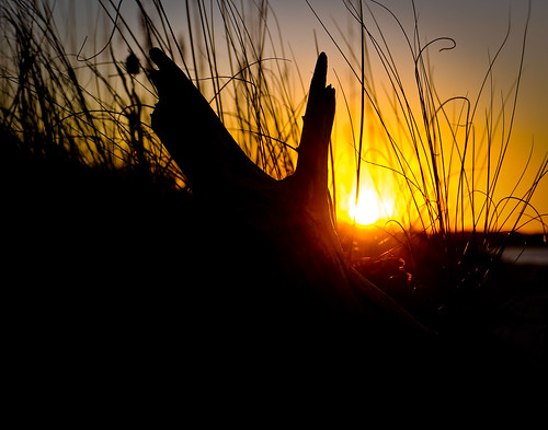 sunset summer black tree beach nikon explore driftwood nikond90