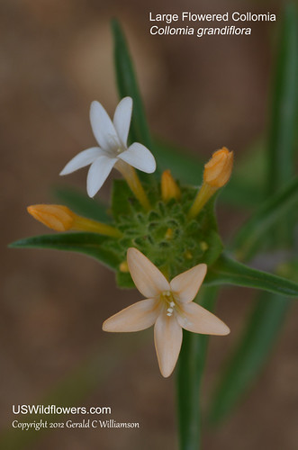 Large Flowered Collomia, Grand Collomia, Mountain Collomia - Collomia grandiflora