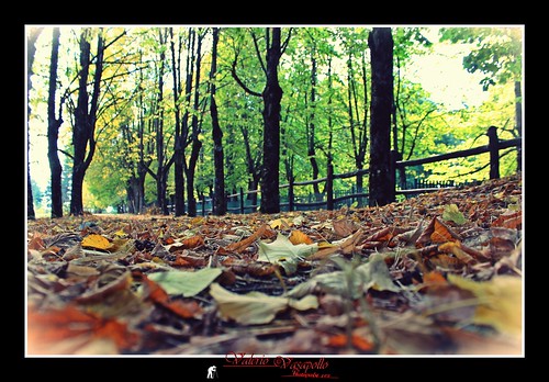 foglie alberi sentiero autunno calabria sila