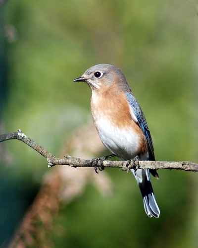 bird kentucky kos bluebird easternbluebird sialiasialis jackiebelmore