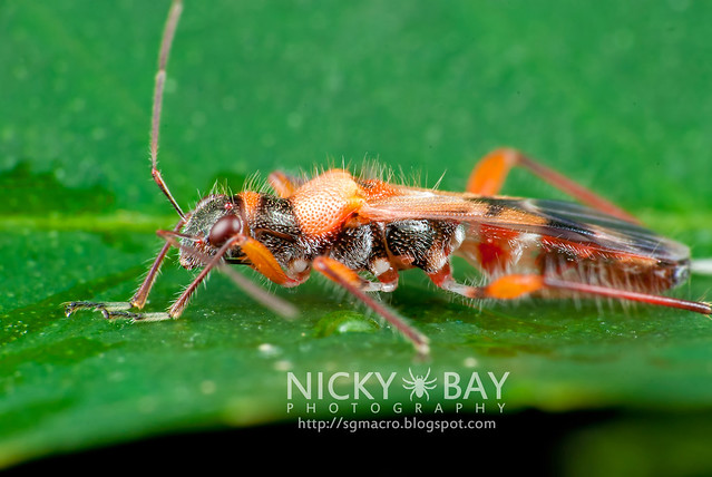 Broad-Headed Bug (Alydidae) - DSC_3793