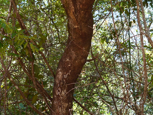 tree evergreen endemic pittosporum pittosporaceae bugari ikali pittosporumfamily pittosporumdasycaulon analivenna gapsindi gapsundi hairybranchedpittosporum kasumaram