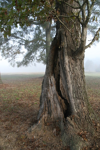 trees fog spider louisiana web mthermon