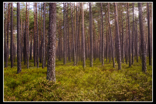 trees sunlight tree nature forest woods herbst wald bäume sonnenstrahlen mygearandme