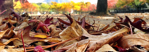 park autumn plant landscape 秋 風景 植物 iphone iphoneography