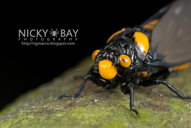 Black and Golden Cicada (Huechys fusca) - DSC_8968