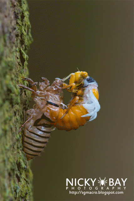 Black and Golden Cicada (Huechys fusca) - DSC_9003