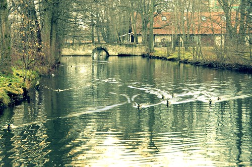 water tallinn estonia ducks mustamäe