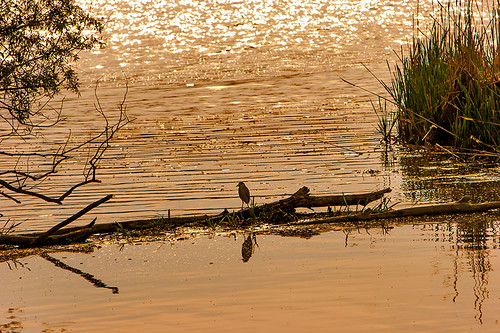 sunset orange tree bird 20d nature water horizontal canon reeds eos spring hungary floating lonely shining