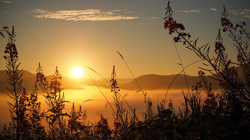 view landscape flowers outdoor straw early clouds morning plant low sunrise fog nobody golden hour mountain earlymorning goldenhour