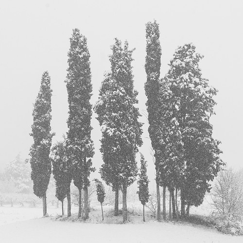 trees bw fog alberi fred cypress nebbia bianconero cipressi