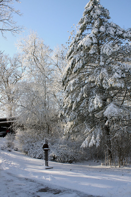 Snow Much Fun: Winter Trees