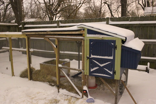 20121221. I have a remarkably steady hand. The chickens' first snow.