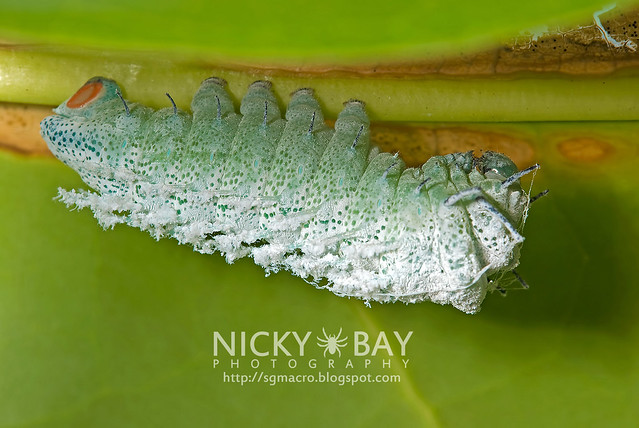 Atlas Moth larva (Attacus atlas) - DSC_9943
