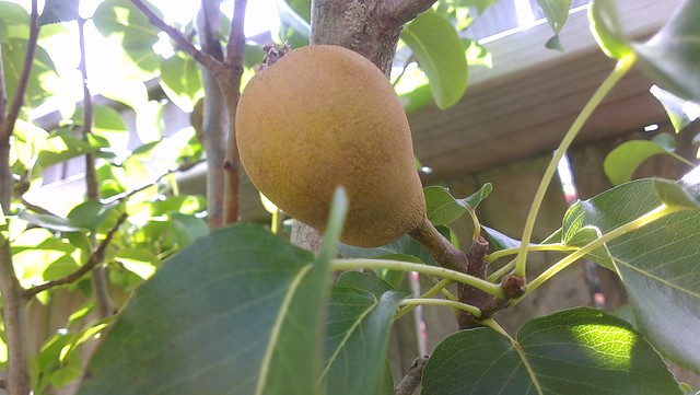 pear growing in our garden