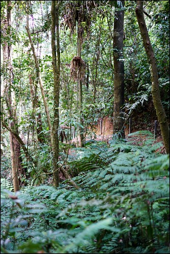 bishoptrail hiking bukitfraser frasershill frasershilltripseptember2016 vacation family harisrahmancom harisabdulrahman fotobyhariscom sony alpha7rmarkii ilce7rm2 fe55mmf18zasonnart outdoor pahang malaysia