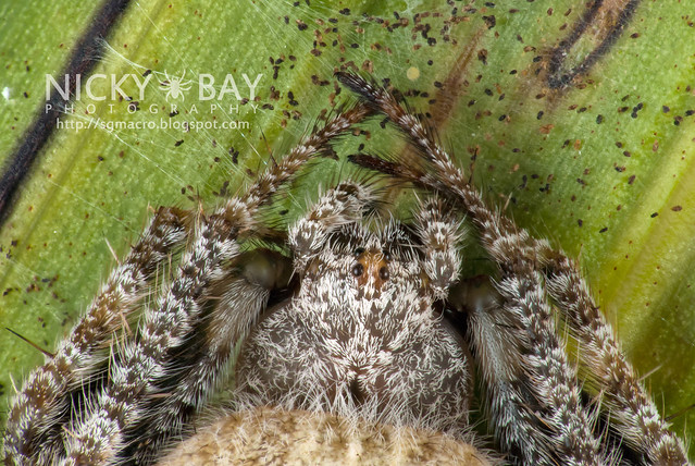 Orb Weaver Spider (Eriovixia sp.) - DSC_3152