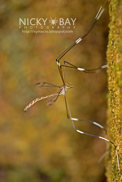Crane Fly (Tipulidae) - DSC_7664