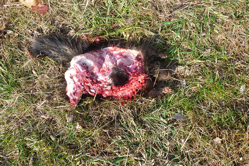 Killed skunk (from eagle)