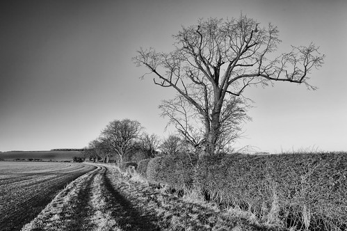 morning winter white black nature monochrome field sunrise lens landscape nikon wildlife january lincolnshire billy 1855mm clapham vr wolds utterby d3200