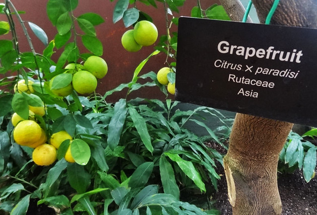 grapefruit-tree