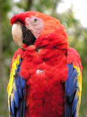 Honduras-0517 - Pretty Bird........