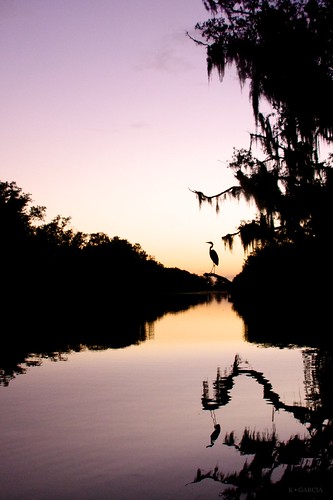 sunset silhouette louisiana bayou egret barataria