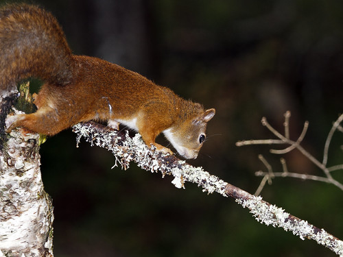 red norway squirrel nor vulgaris nordtrondelag sciurus flatanger