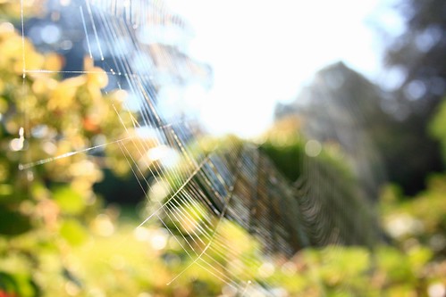 macro marcophotographie araignée toile été summer sun soleil détails blue green jardin matin naturel voyage canon